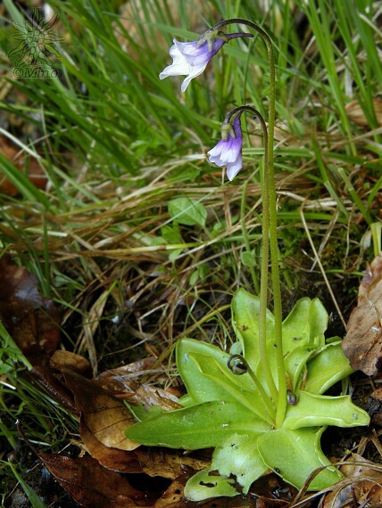 tučnica obyčajná Pinguicula vulgaris L.