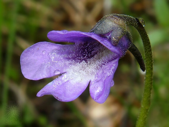 tučnica obyčajná Pinguicula vulgaris L.