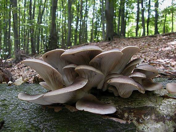 hliva ustricovitá Pleurotus ostreatus (Jacq.) P. Kumm.