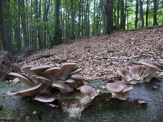 hliva ustricovitá Pleurotus ostreatus (Jacq.) P. Kumm.