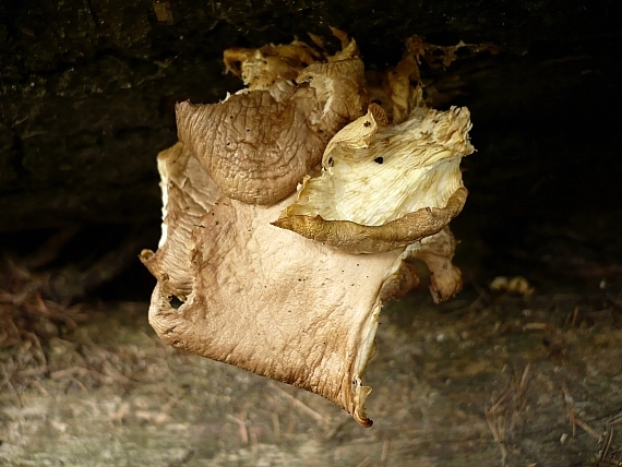 hliva ustricovitá Pleurotus ostreatus (Jacq.) P. Kumm.