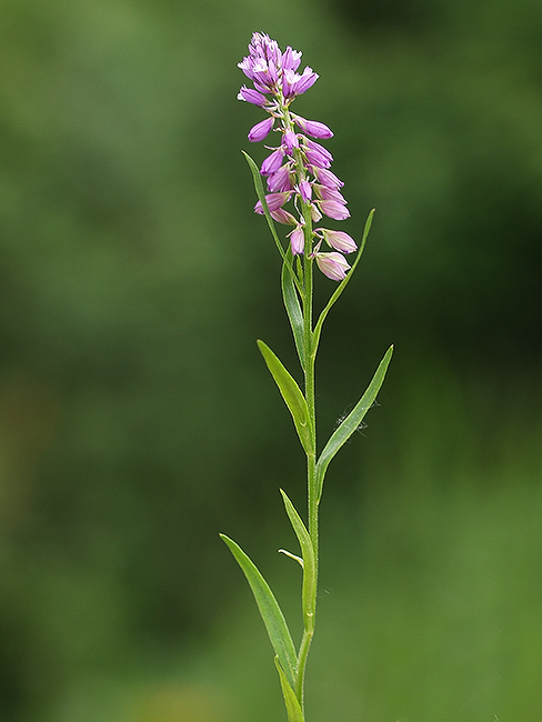 horčinka chochlatá Polygala comosa