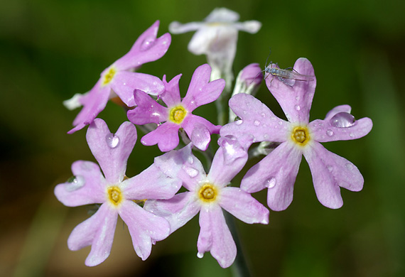 prvosienka pomúčená Primula farinosa L.