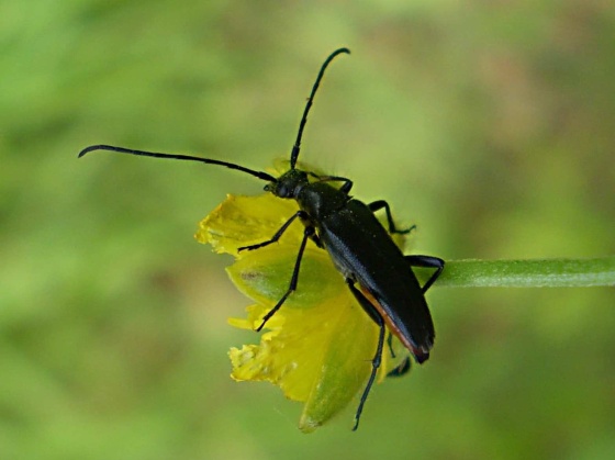fuzáč   -  Tesařík černý Stenurella nigra