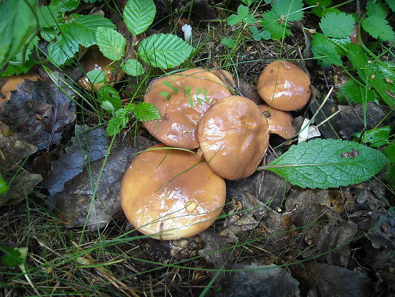 masliak zrnitý Suillus granulatus (L.) Roussel