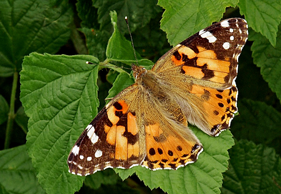 babočka bodliaková Vanessa cardui