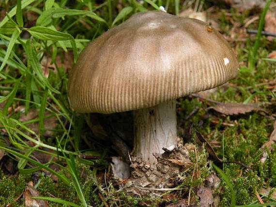 muchotrávka Amanita sp.