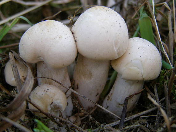 čírovnica májová Calocybe gambosa (Fr.) Donk