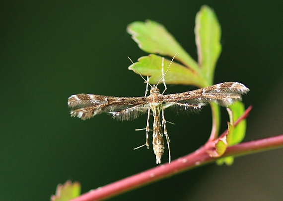 pierkavec Capperia britanniodactylus