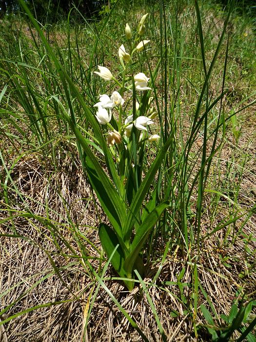 prilbovka dlholistá Cephalanthera longifolia (L.) Fritsch