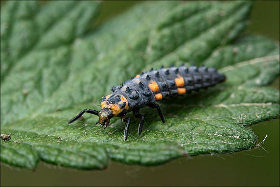 lienka sedembodková  Coccinella septempunctata