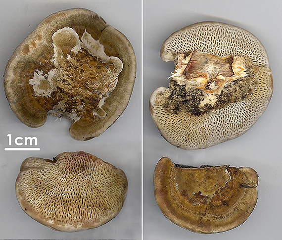 sieťkovček červenkastý Daedaleopsis confragosa (Bolton) J. Schröt.