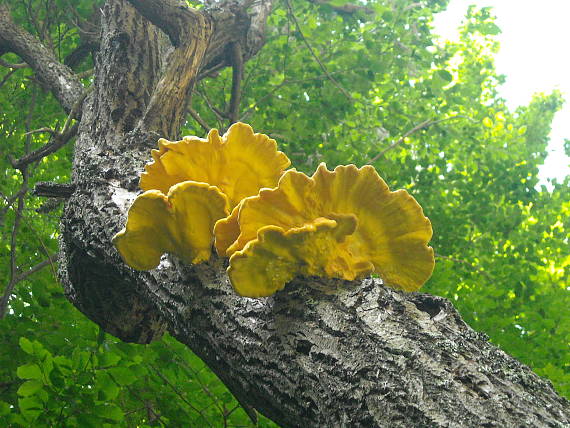 sírovec obyčajný Laetiporus sulphureus (Bull.) Murrill