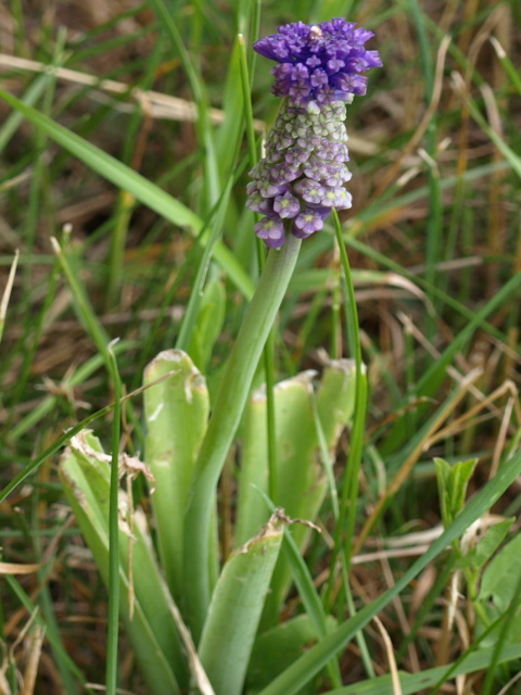 leopoldia chochlata Leopoldia comosa (L.) Parl.