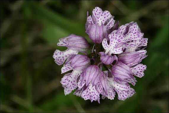 neotinea trojzubá Neotinea tridentata (Scop.) R. M. Bateman, Pridceon et M. W. Chase