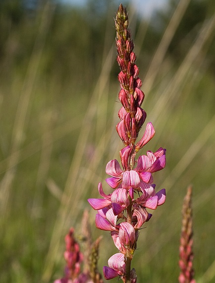 vičenec vikolistý Onobrychis viciifolia Scop.