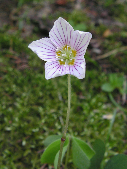 kyslička obyčajná Oxalis acetosella L.