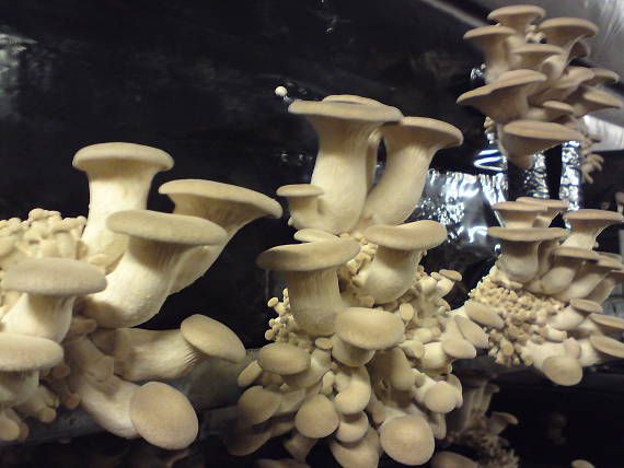 hliva kotúčová Pleurotus eryngii (DC.) Quél.