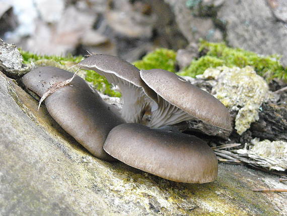 hliva ustricovitá Pleurotus ostreatus (Jacq.) P. Kumm.