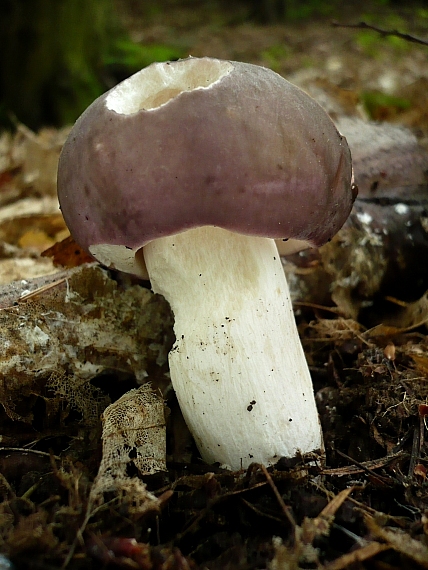 plávka modrastá Russula cyanoxantha (Schaeff.) Fr.