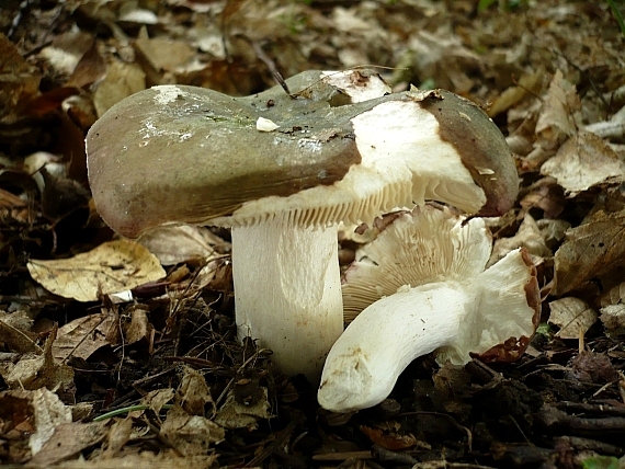 plávka buková Russula heterophylla (Fr.) Fr.