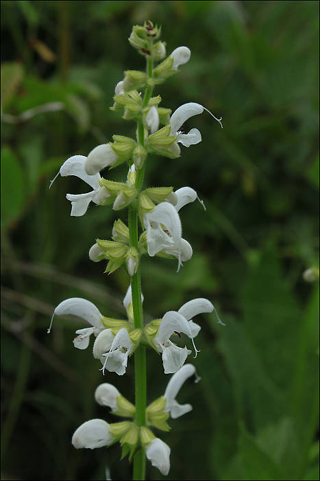 šalvia  Salvia  L.