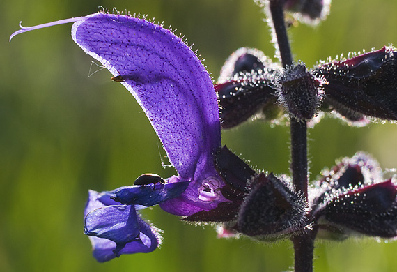 šalvia lúčna Salvia pratensis L.