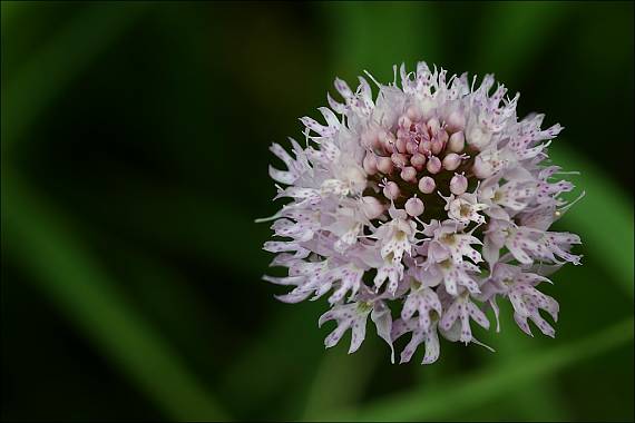 pavstavač hlavatý Traunsteinera globosa (L.) Reichenb.