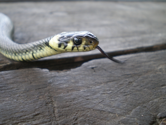 užovka obyčajná natrix natrix