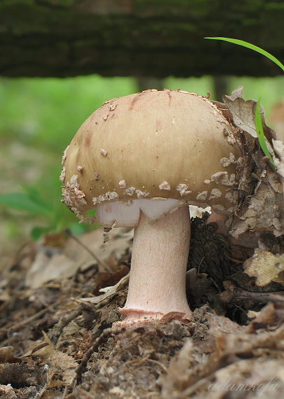 muchotrávka červenkastá Amanita rubescens Pers.