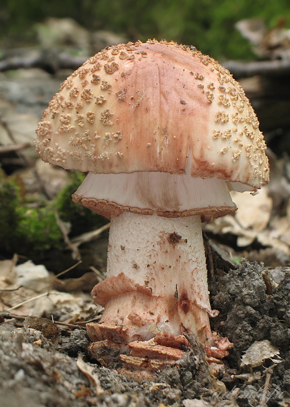 muchotrávka červenkastá Amanita rubescens Pers.