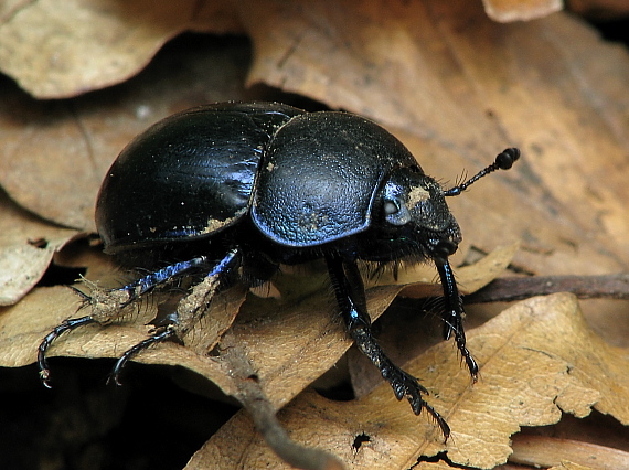 lajniak lesný Anoplotrupes stercorosus