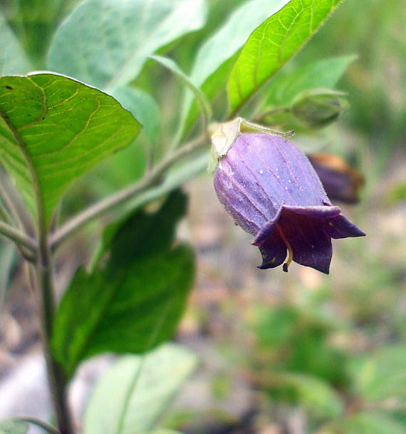 ľuľkovec zlomocný Atropa bella-donna L.