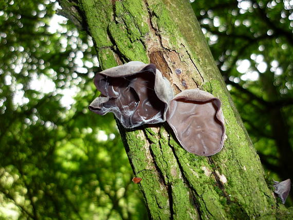 uchovec bazový Auricularia auricula-judae (Bull.) Quél.