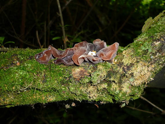 uchovec bazový Auricularia auricula-judae (Bull.) Quél.