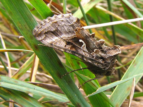 mora gama Autographa gamma