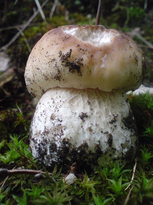 hríb smrekový  Boletus edulis  Bull.