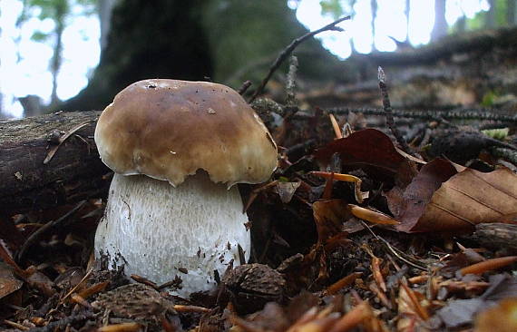 hríb smrekový Boletus edulis Bull.