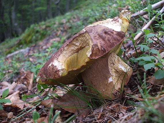 hríb sosnový Boletus pinophilus Pil. et Dermek in Pil.