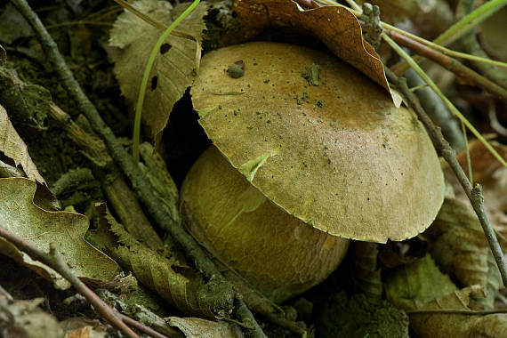 hřib dubový Boletus reticulatus Schaeff.