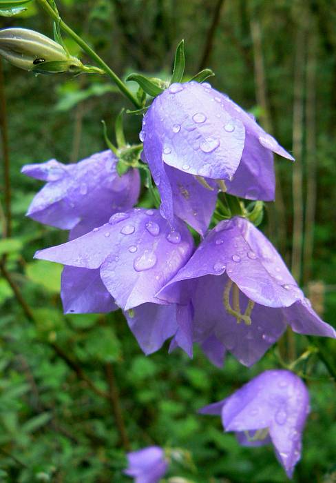 zvonček broskyňolistý Campanula persicifolia L.