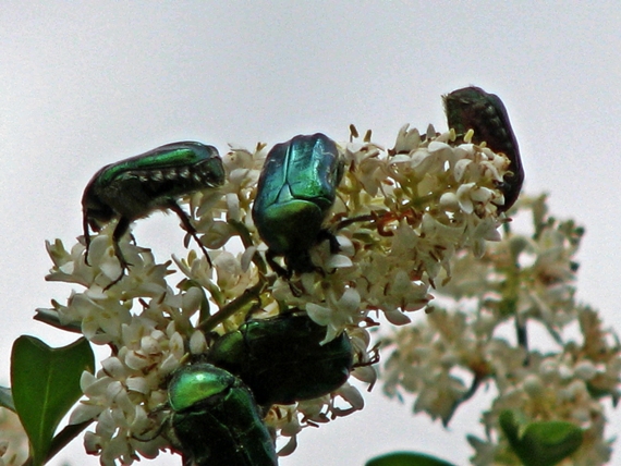 zlatoň obyčajný Cetonia aurata