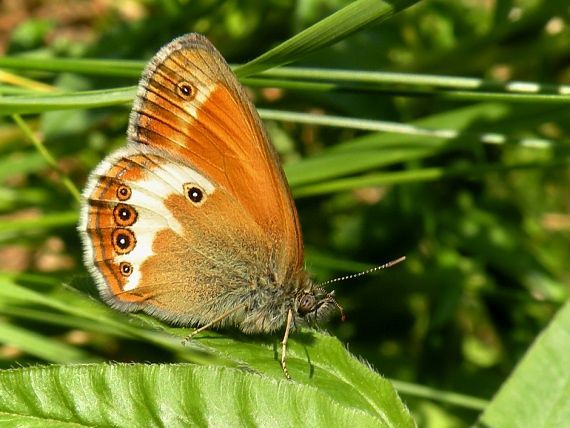 očkáň medničkový Coenonympha arcania