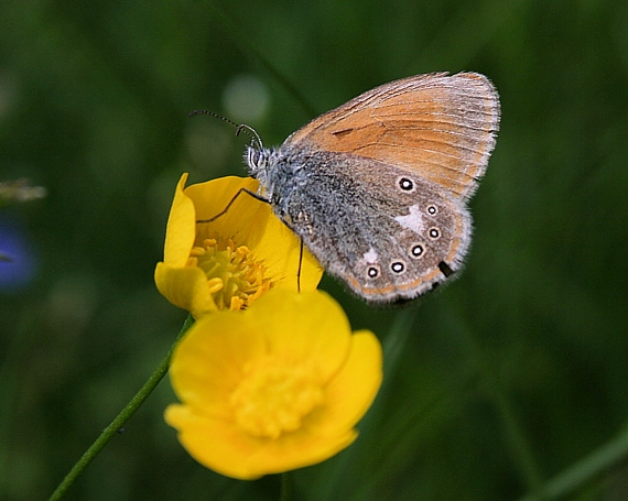 očkáň traslicový Coenonympha glycerion