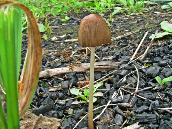 hnojník   Coprinellus sp.