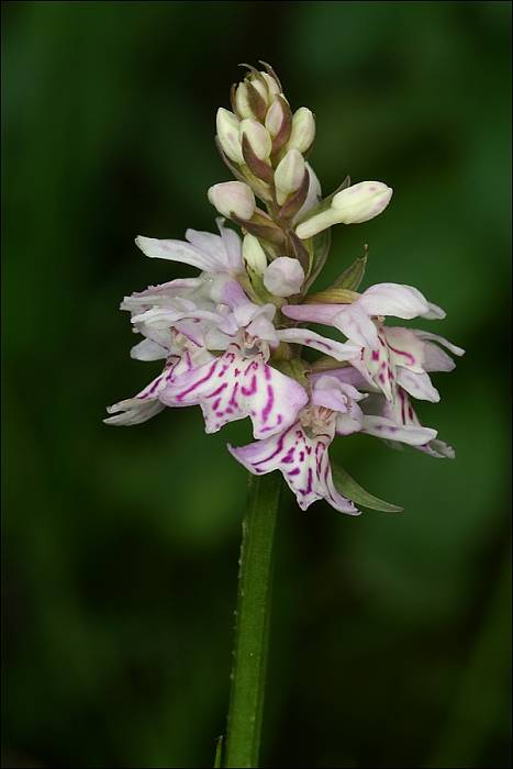 vstavačovec fuchsov pravý Dactylorhiza fuchsii subsp. fuchsii (Druce) Soó