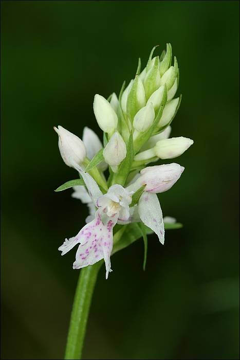 vstavačovec fuchsov soóov Dactylorhiza fuchsii subsp. sooana (Borsos) Borsos