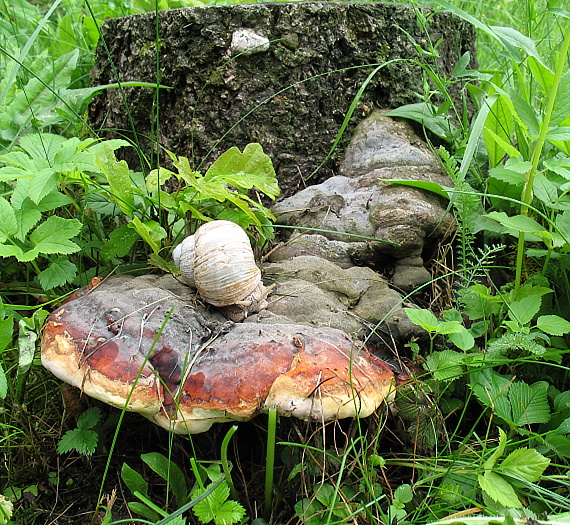 práchnovček pásikavý  Fomitopsis pinicola (Sw.) P. Karst.