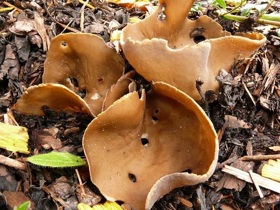 chřapáč obecný - Chriapač kalíškovitý Helvella acetabulum  (L.) Quél.