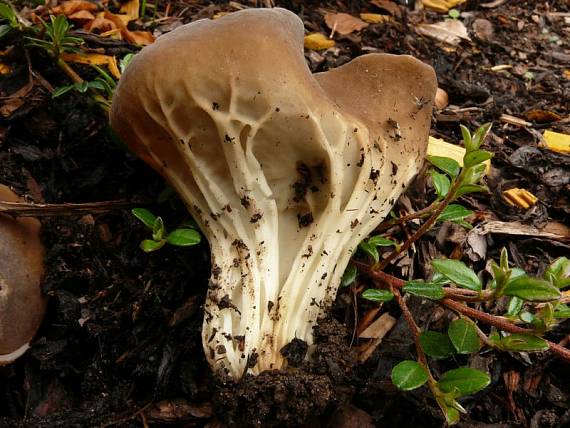 chřapáč obecný - Chriapač kalíškovitý Helvella acetabulum  (L.) Quél.